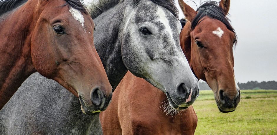 Filière Equine - Sanders Euralis