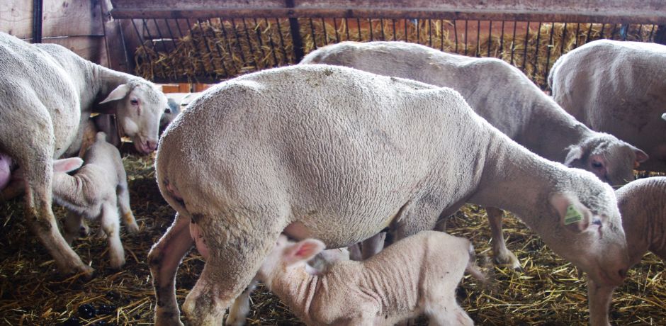 Saphir Mouton