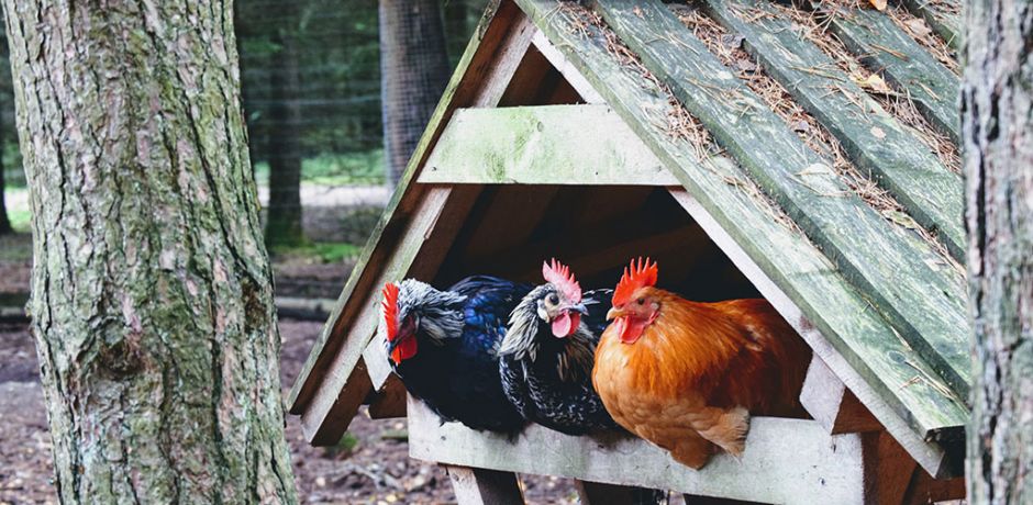 les gammes mélanges de céréales & céréales