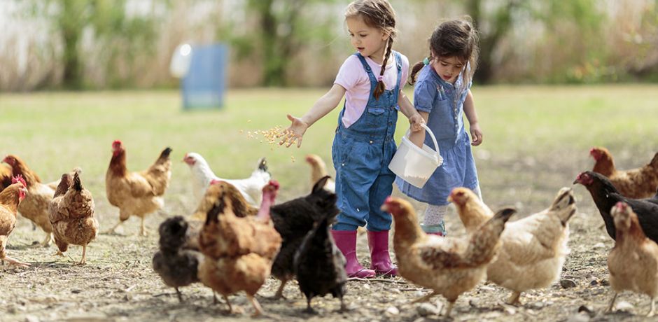 Les gammes mélanges complets de céréales