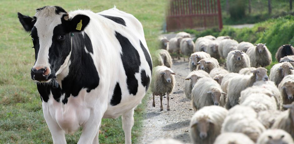 Filière Lait - Sanders Euralis