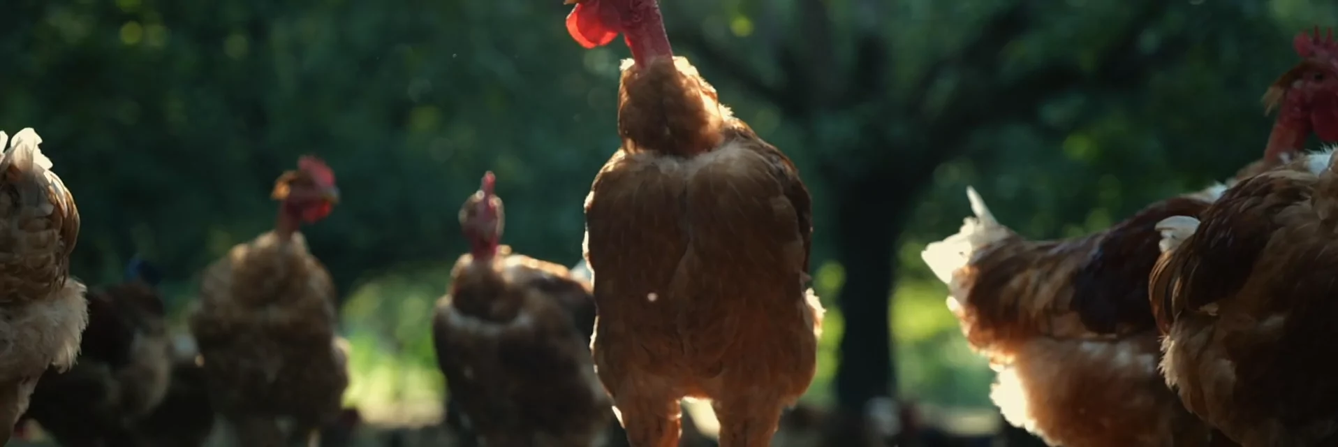 Volaille film