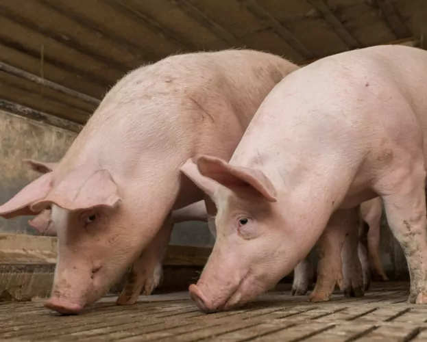 porc