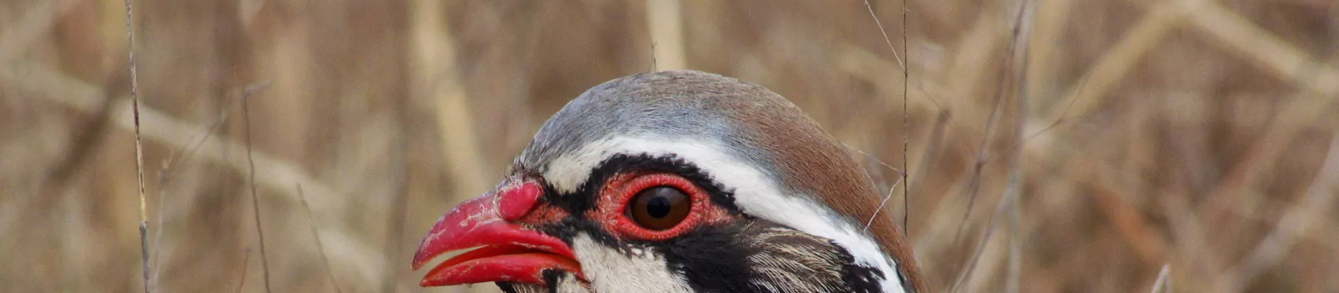 Faites confiance à l’expertise Sanders