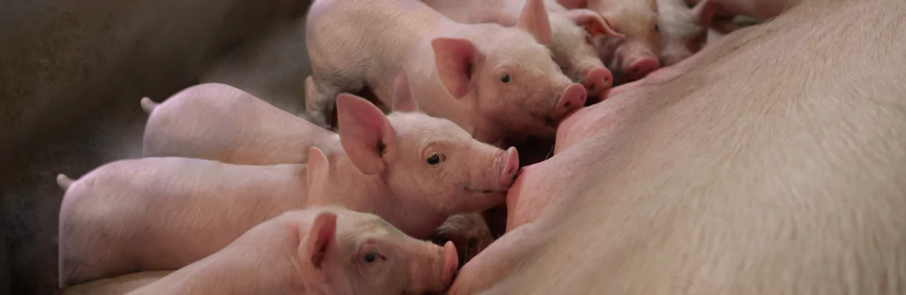 Faites confiance à l’expertise Sanders 