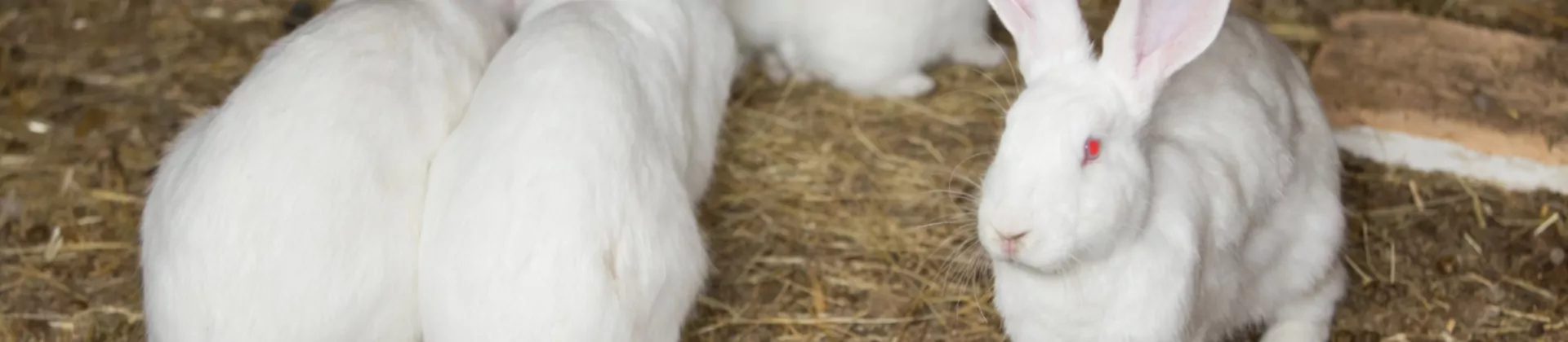 Faites confiance à l’expertise Sanders 