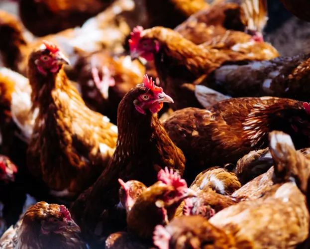 poules pondeuses