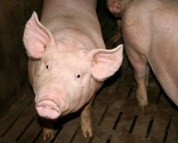 porc charcutier