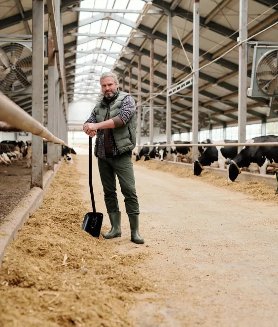 Éleveur se tenant debout, une pelle à la main, dans un hangar peuplé de vaches