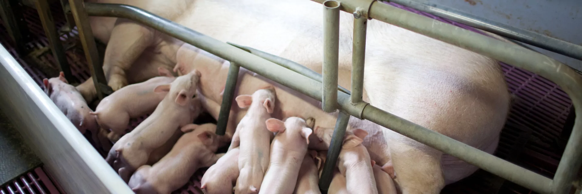 truie avec porcelets